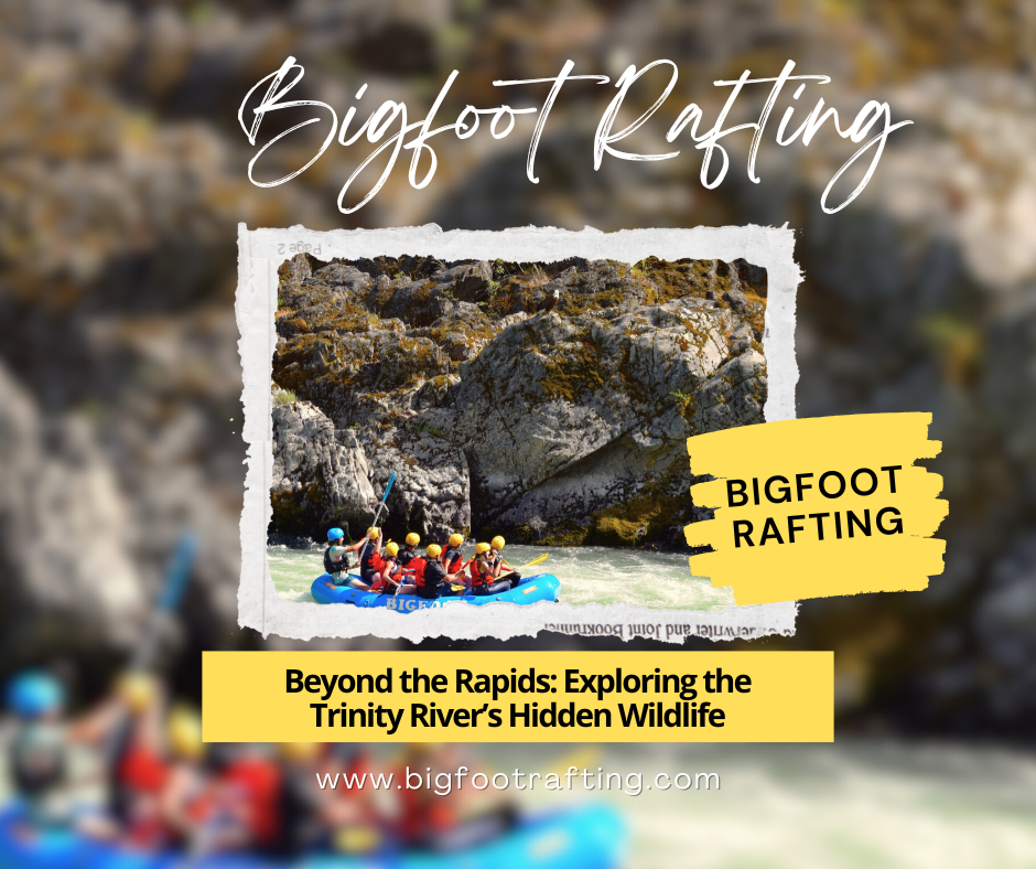 Beyond the Rapids: Exploring the Trinity River’s Hidden Wildlife