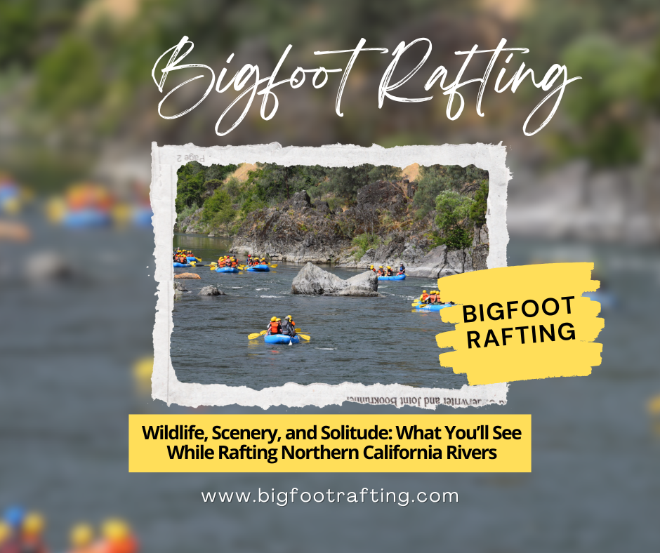 What You’ll See While Rafting Northern California Rivers
